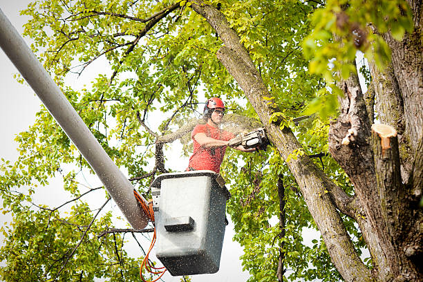 Best Seasonal Cleanup (Spring/Fall)  in St Clair, MI