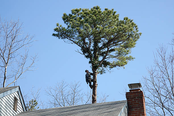 St Clair, MI Tree Care Company